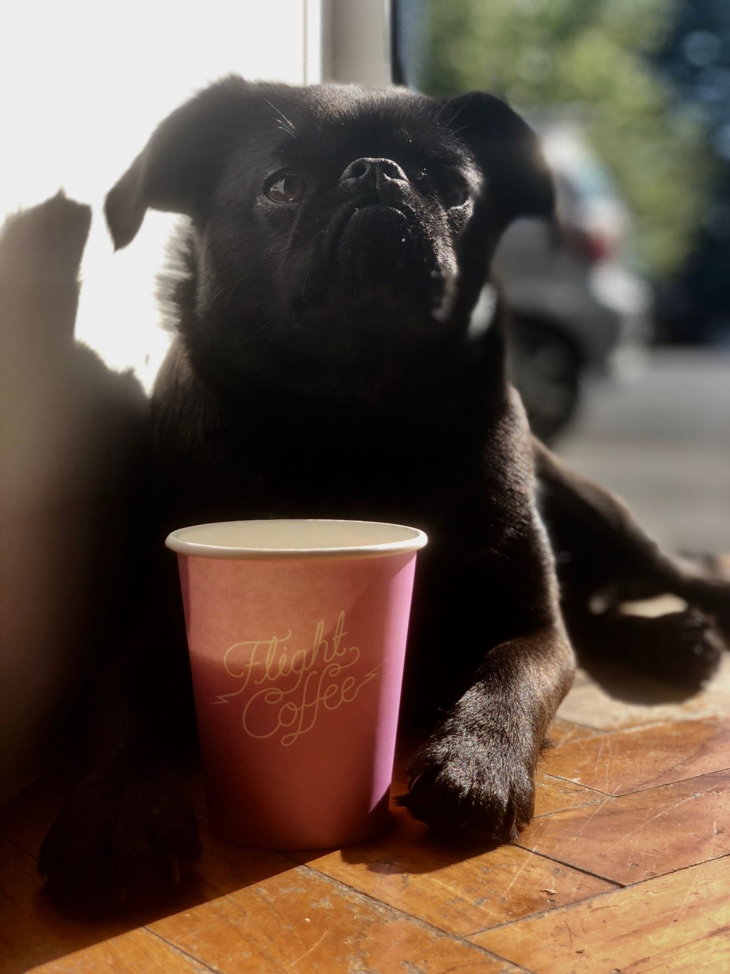 pug with coffee cup