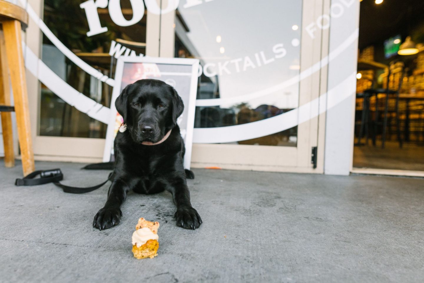 dog with pupcake