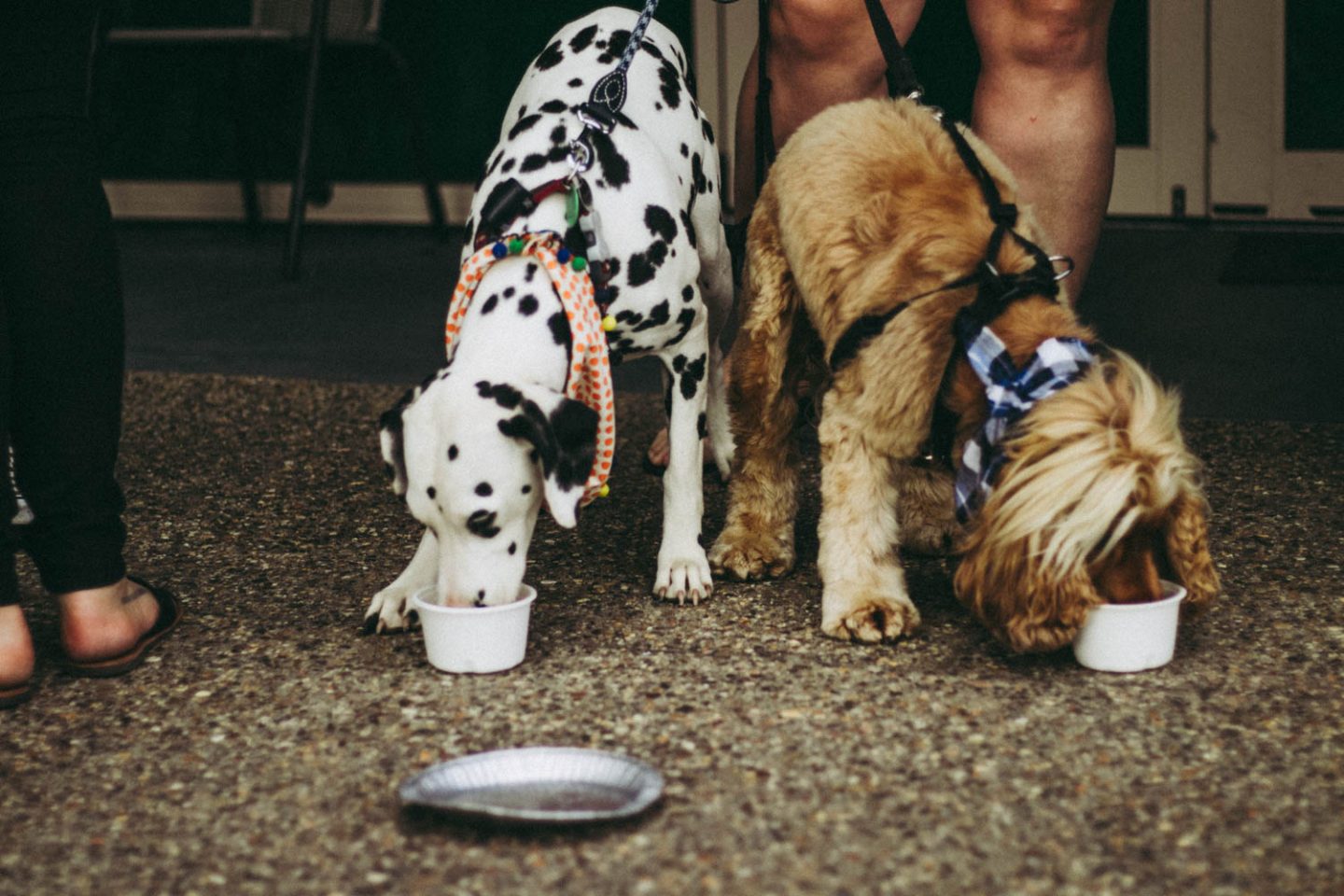 dogs drinking pupacinos