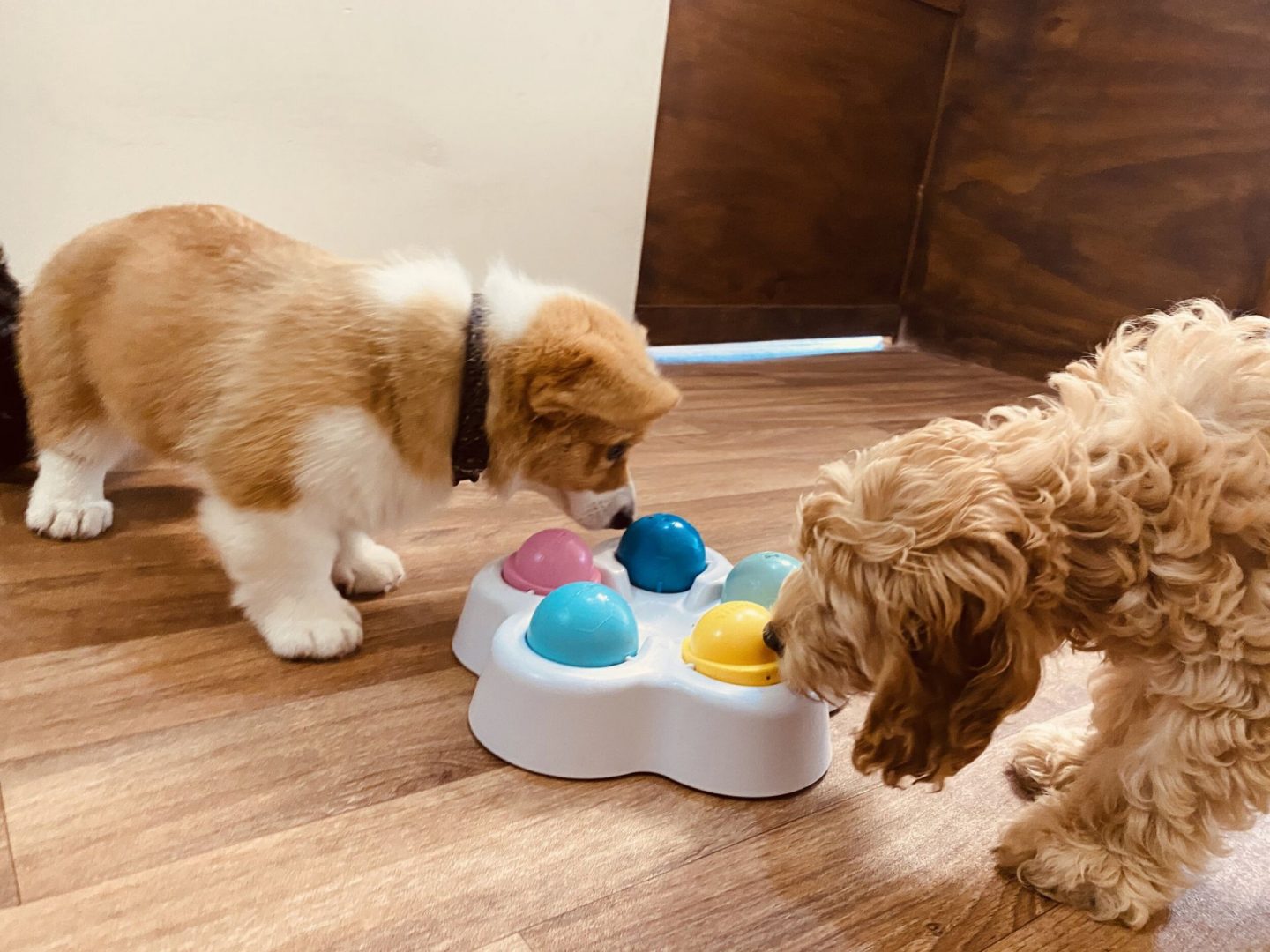 PUPPIES AT DAYCARE