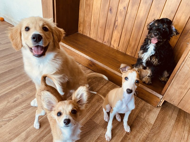 Puppy Nursery at Barkley Manor - Lifeline for puppy parents