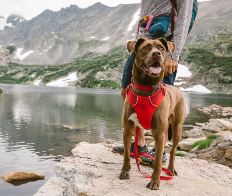 Canine adventure gear - The Essentials for your dog