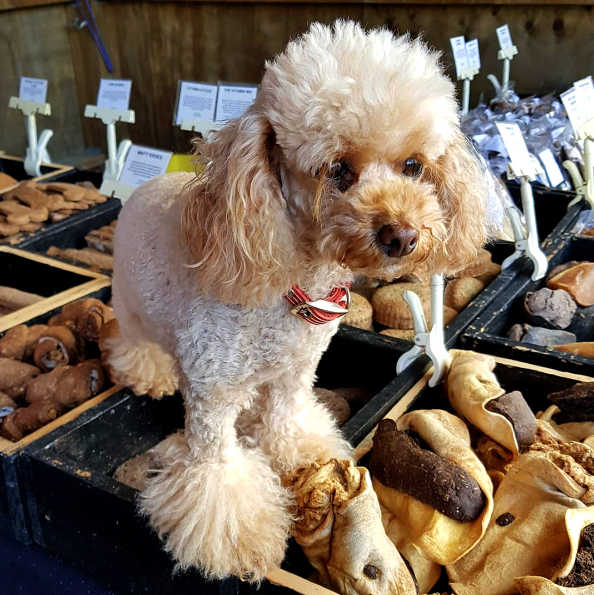 poodle at dog treat stand at market