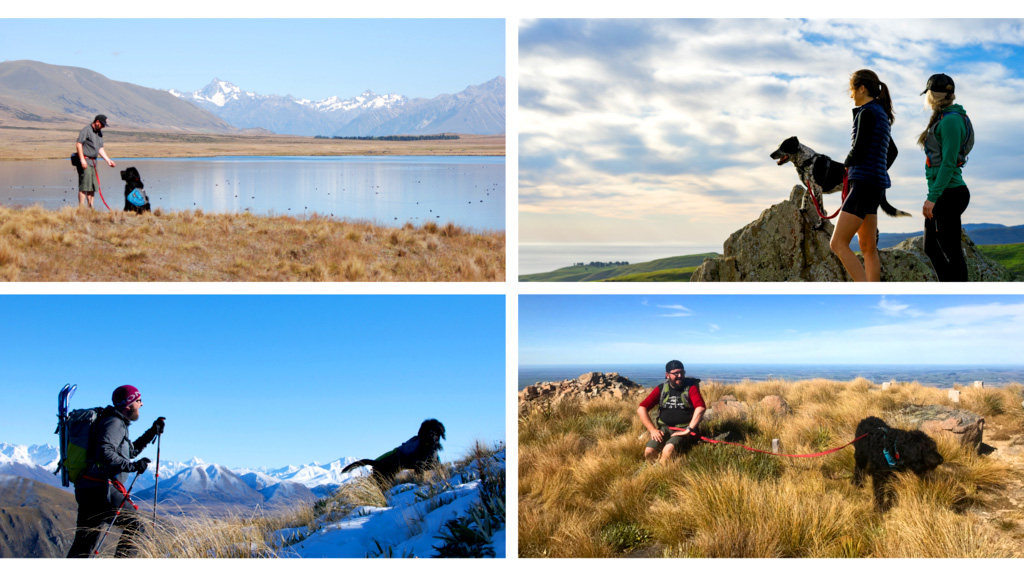 dogs hiking