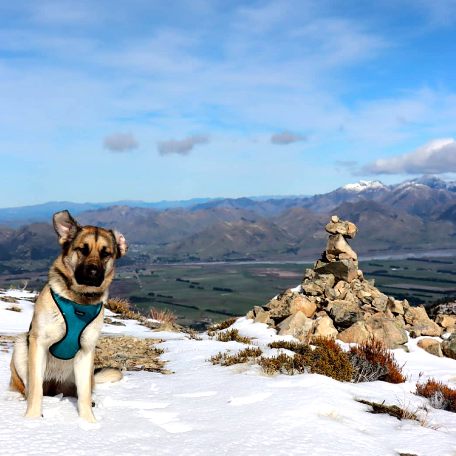 dog on snow mountain