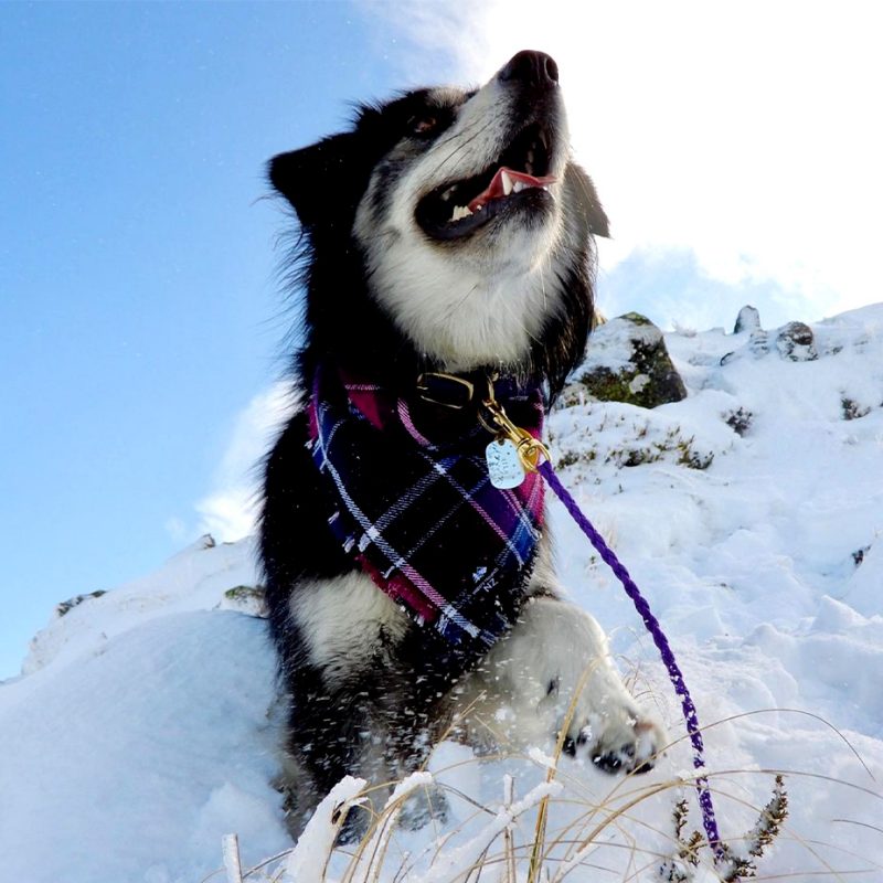 Mountain Dog Challenge - Race to the Summit, or Ten