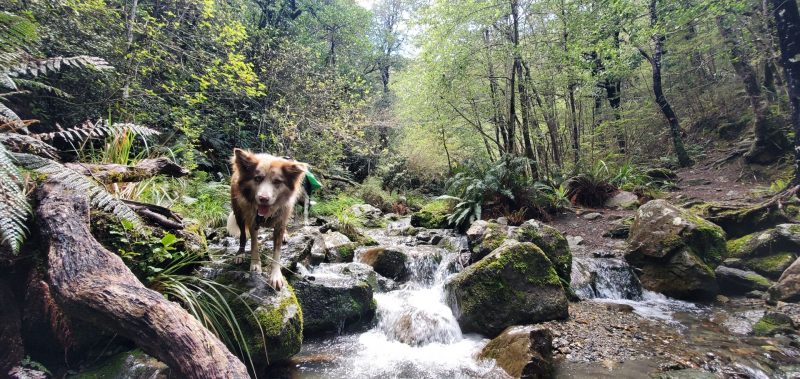 Rarangi, Craigieburn, Awaroa & Hakatere - Canterbury Hike Adventure