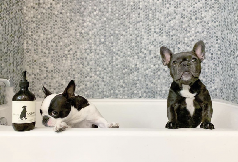 Top 5 dog shampoo brands everyone's talking about