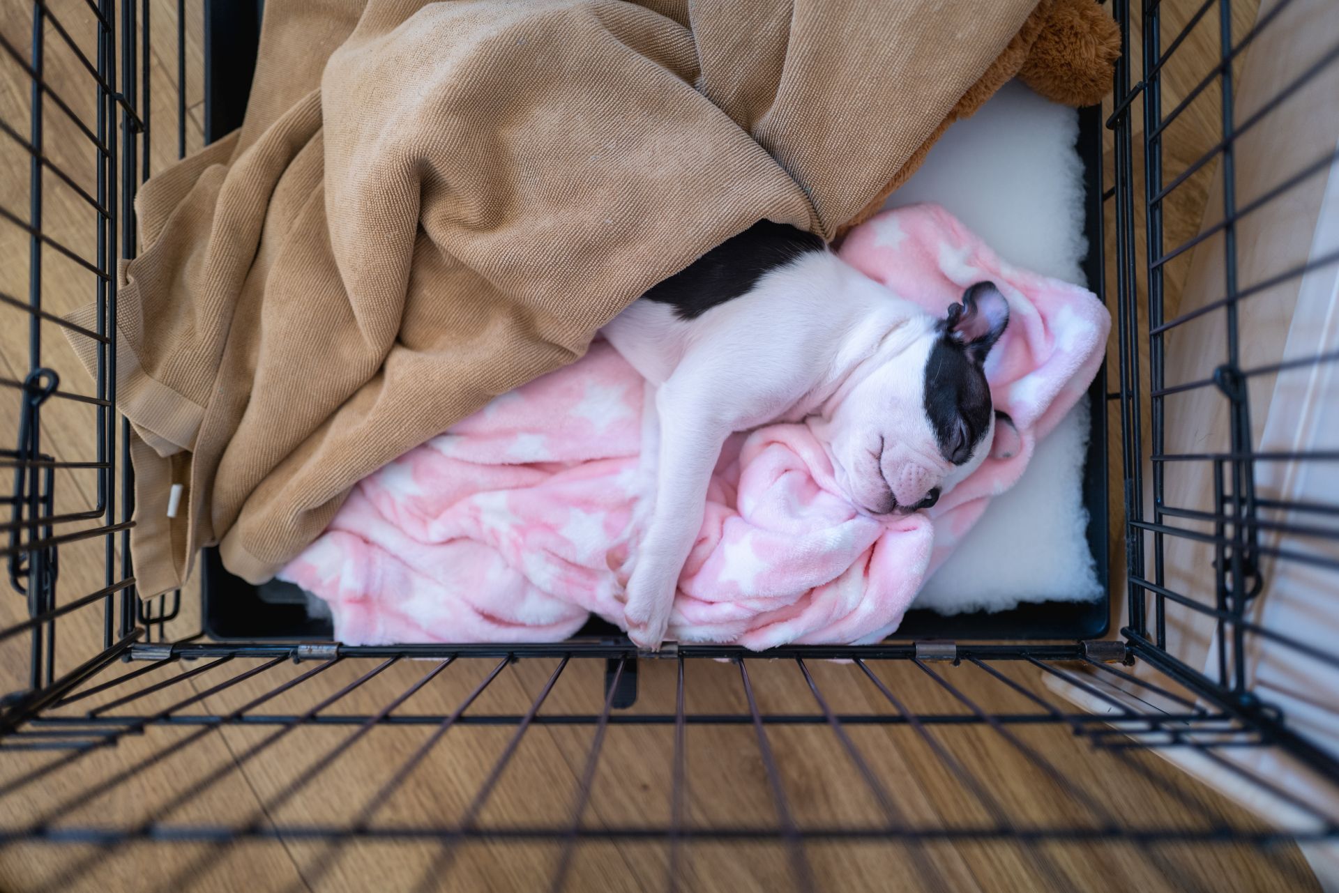 puppy sleeping in travel crate