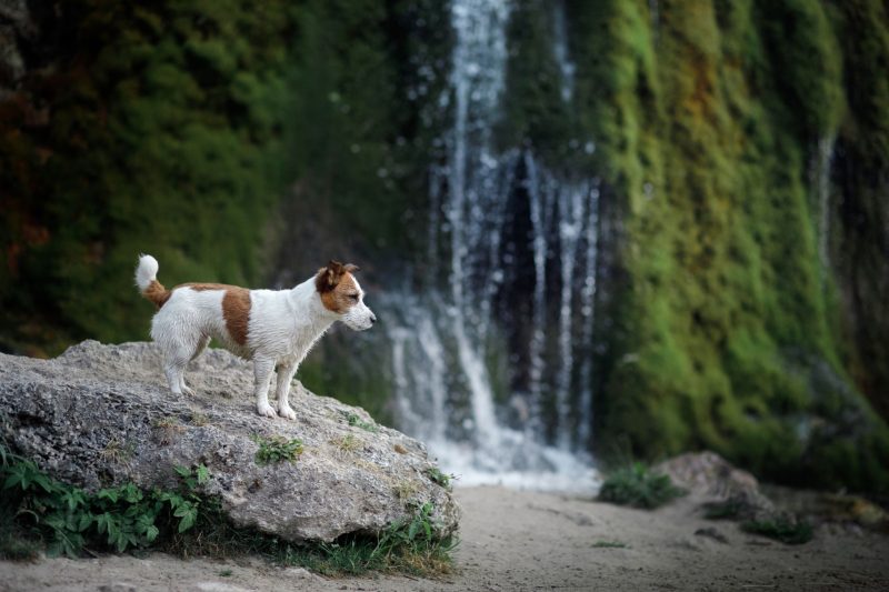 Twelve dog friendly waterfalls you must visit