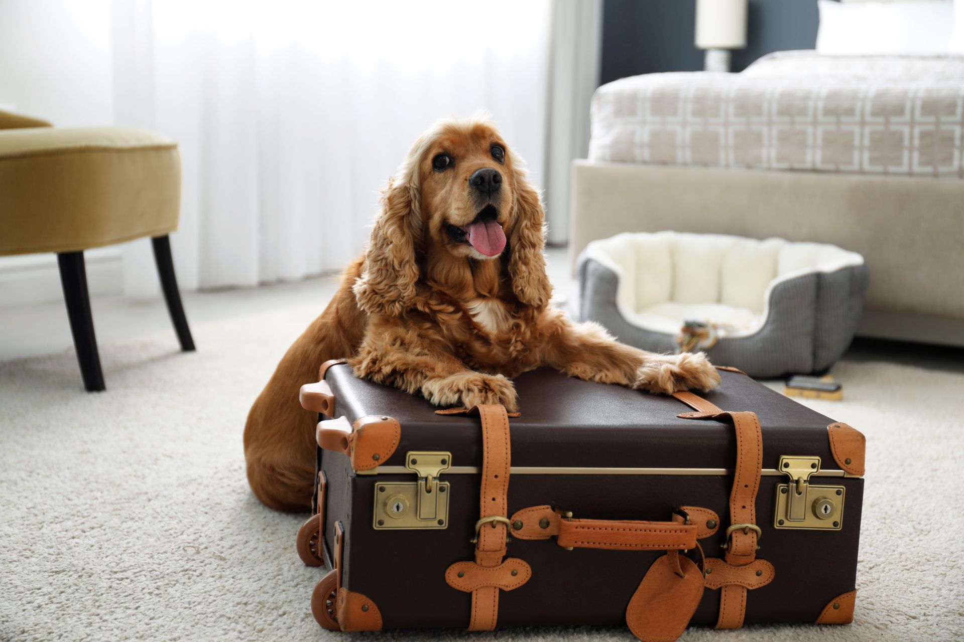 dog with suitcase