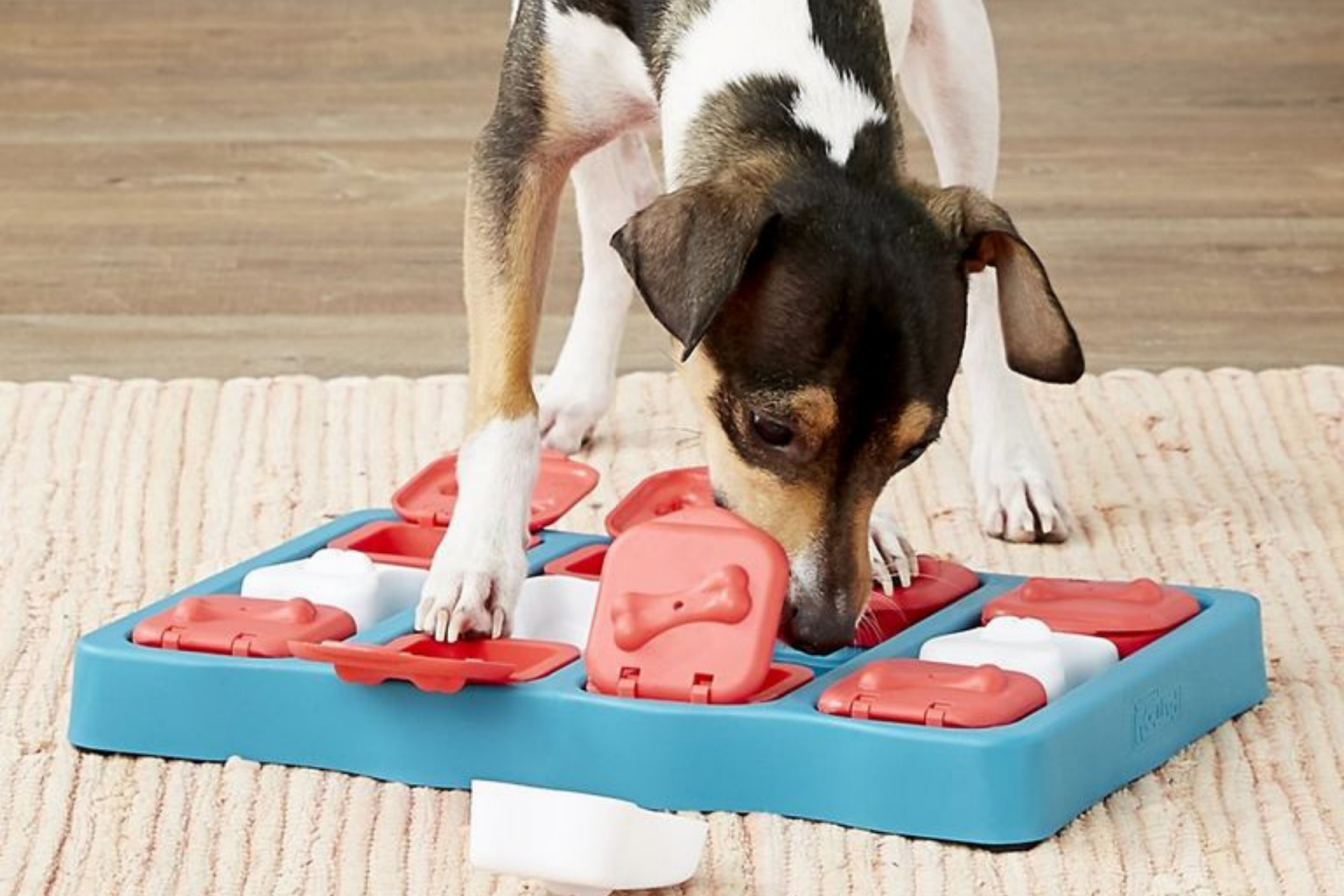 The ultimate guide to keeping your dog calm this festive season - Keep Dogs Calm With Chew Toys In Crate