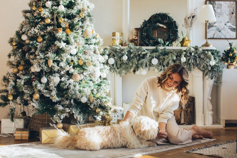 The ultimate guide to keeping your dog calm this festive season