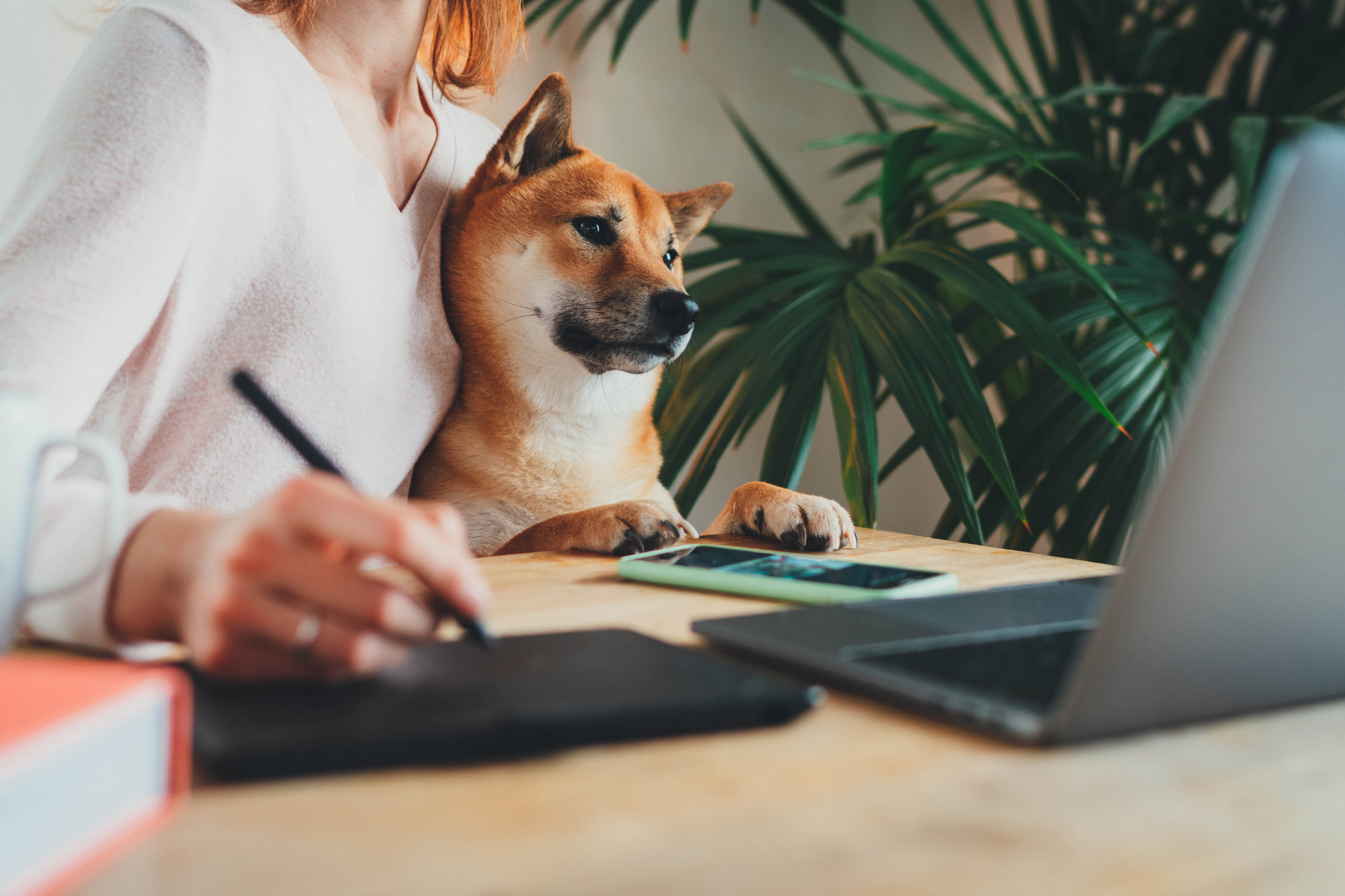 dog in office