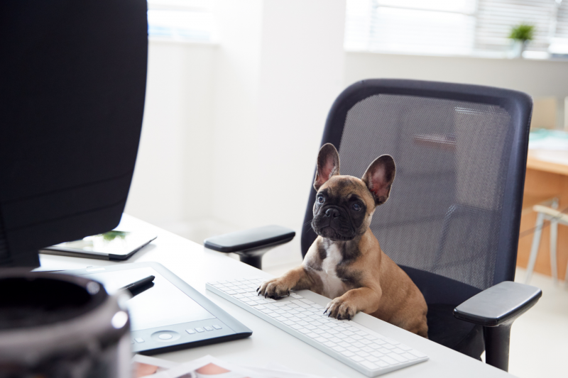 The office etiquette your dog should be following